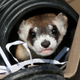 Illustration for article titled Adorable Black-Footed Ferret Sure Does Like the Taste of Freedom